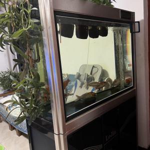 魚缸 贈(zèng)送